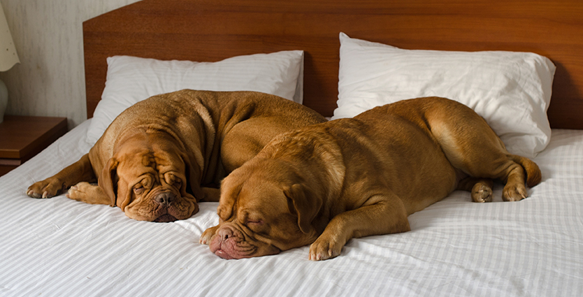 Dogs resting on hotel bed